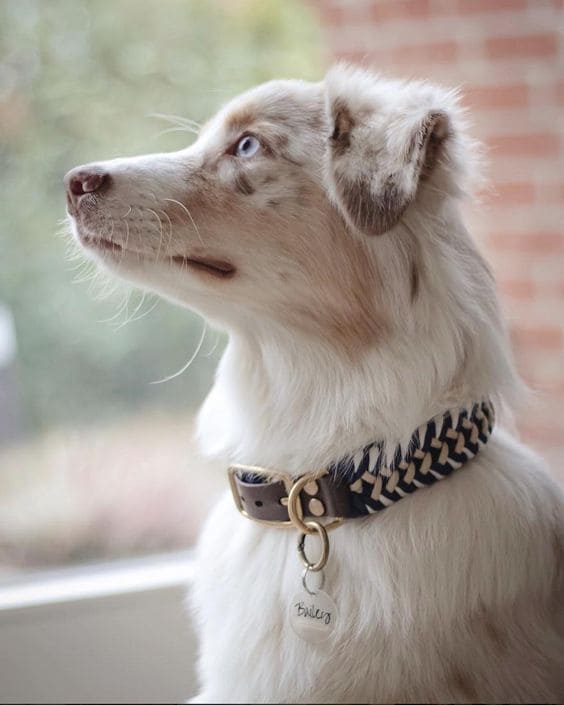 Collar de paracord para perros